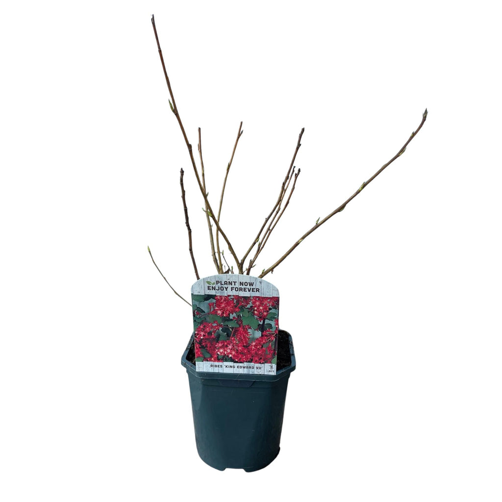 Heesters -  Ribes sanguineum Kind Edward - Bloem Rood - 1 Plant - Bladverliezend - Weinig Onderhoud - Pot 17cm Hoogte 45cm