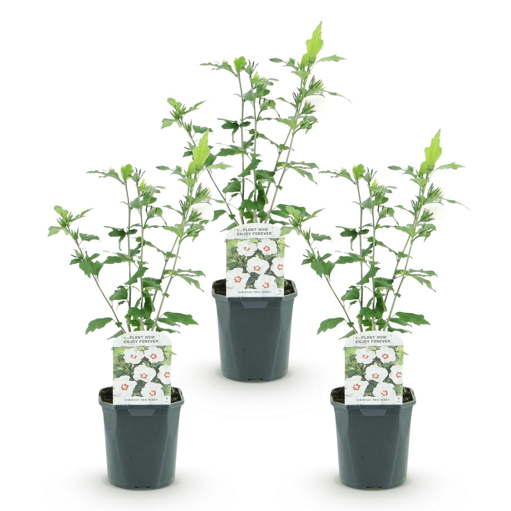 Tuinplant - Hibiscus syriacus Red Heart - Tuin Hibiscus - Winterhard - Wit - Rood - 3 Planten - Pot 17cm - Hoogte 45cm