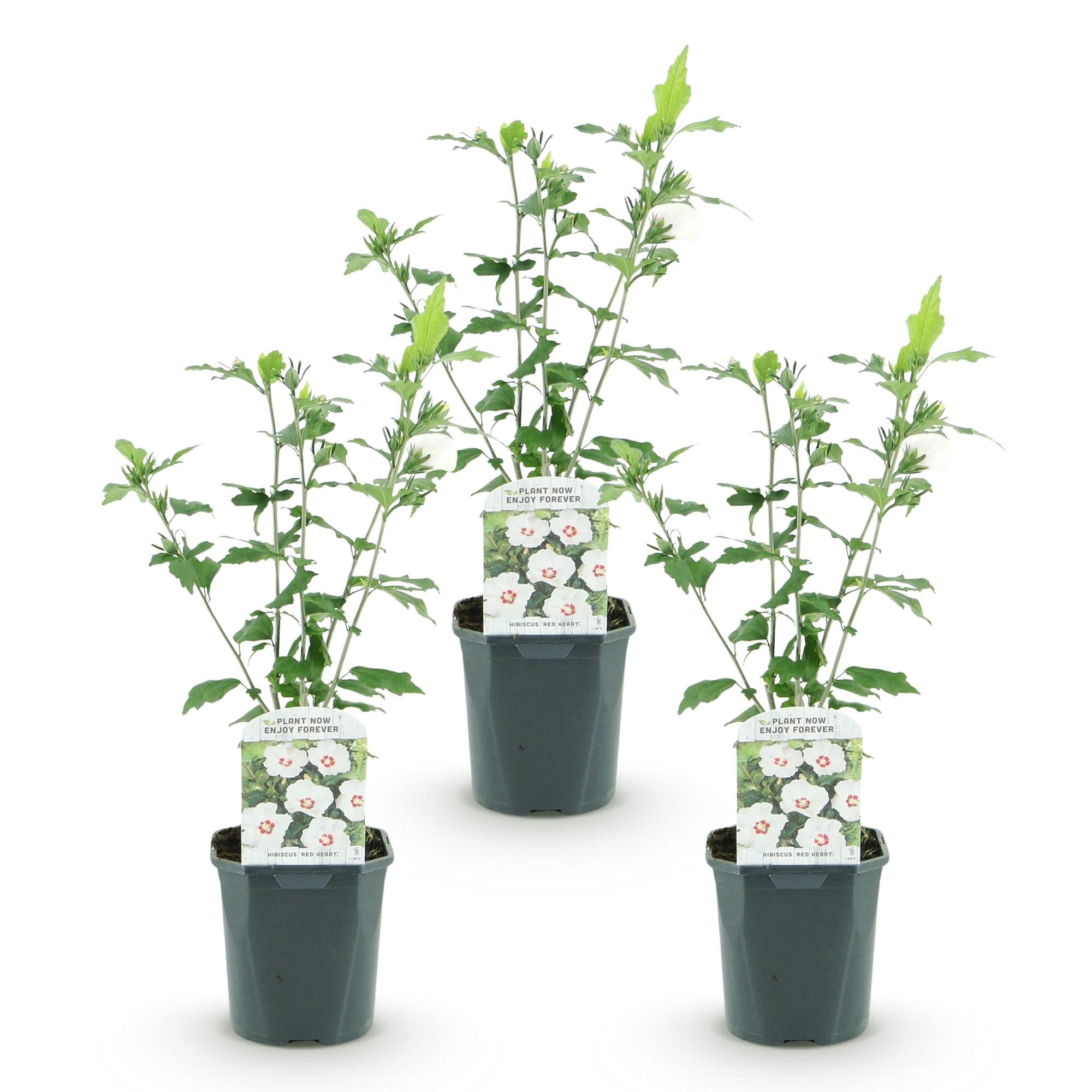 Tuinplant - Hibiscus syriacus Red Heart - Tuin Hibiscus - Winterhard - Wit - Rood - 3 Planten - Pot 17cm - Hoogte 45cm