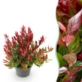 Tuinplant - Leucothoe Little Flame - Rood - 1 Plant - Groenblijvend - Weinig Onderhoud - Pot 17cm Hoogte 40cm
