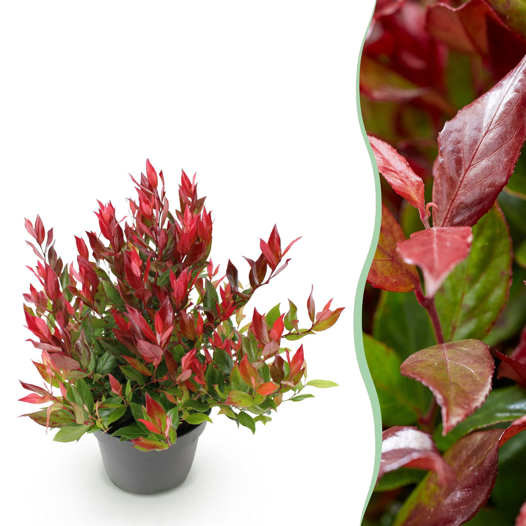 Tuinplant - Leucothoe Little Flame - Rood - 1 Plant - Groenblijvend - Weinig Onderhoud - Pot 17cm Hoogte 40cm