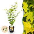Terrasplant - Japanse Esdoorn - Acer palmatum Jordan - Geel - 2 Planten - Bladverliezend - Pot 19cm Hoogte 70cm