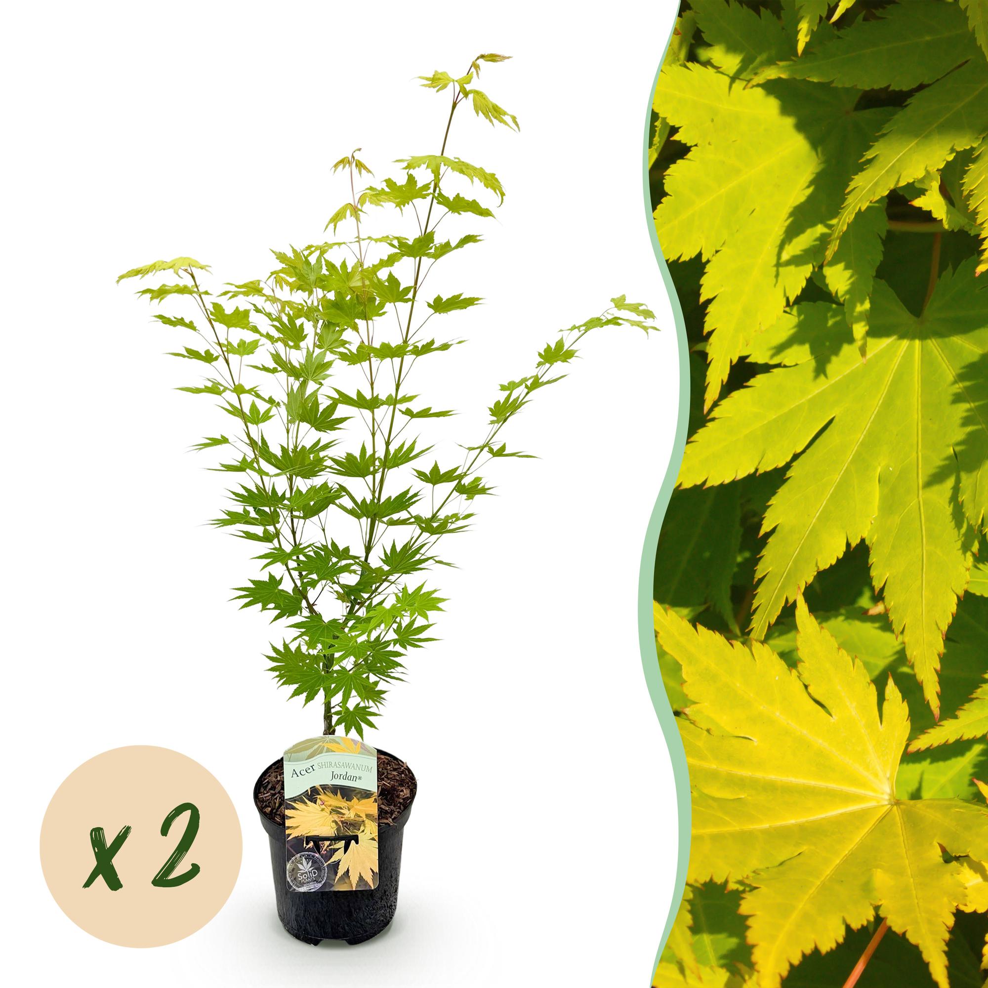 Terrasplant - Japanse Esdoorn - Acer palmatum Jordan - Geel - 2 Planten - Bladverliezend - Pot 19cm Hoogte 70cm