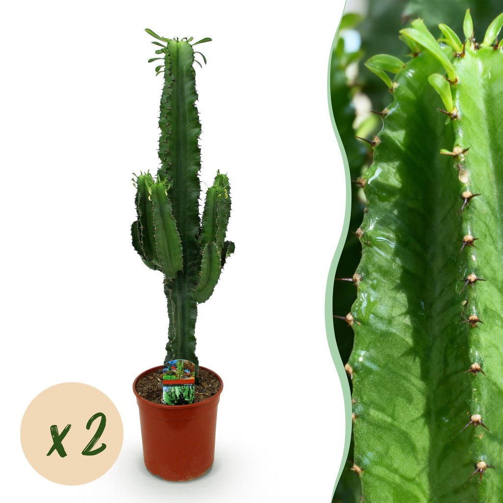 Kamerplant - Euphorbia eritrea - Afrikaanse melkboom - Weinig onderhoud - Groen - 2 - Pot 19cm - Hoogte 70cm