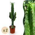 Kamerplant - Euphorbia eritrea - Afrikaanse melkboom - Weinig onderhoud - Groen - 2 - Pot 19cm - Hoogte 70cm