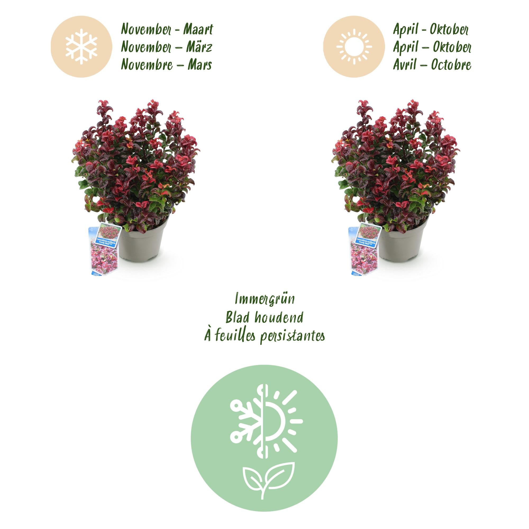 Tuinplant - Leucothoe Curly Red - Rood - 1 Plant -  Groenblijvend - Weinig Onderhoud - Pot 17cm Hoogte 40cm