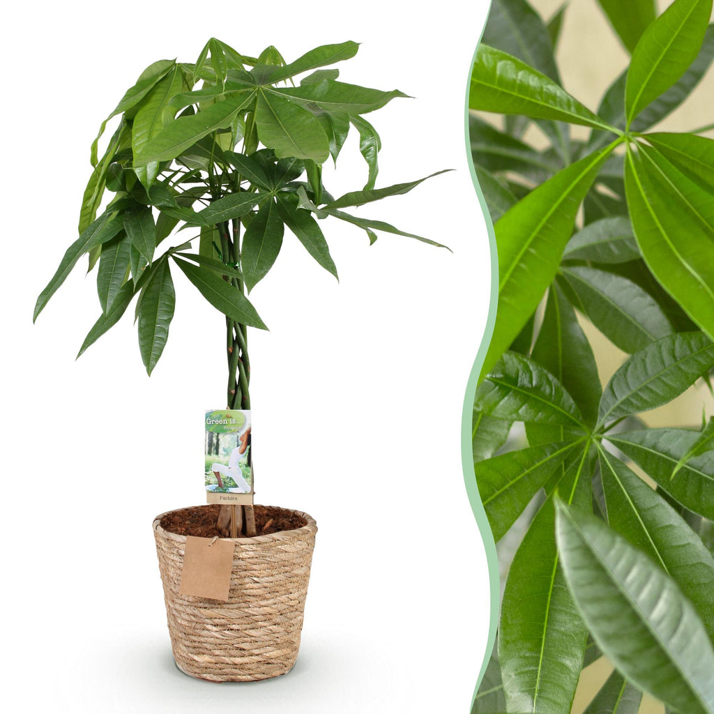 Green is... Kamerplanten - Pachira Aquatica gevlochten stam - Geldboom - Weinig onderhoud - met mand - Groen - 1 Plant - Pot 21cm - Hoogte 80-90cm