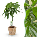 Green is... Kamerplanten - Pachira Aquatica gevlochten stam - Geldboom - Weinig onderhoud - met mand - Groen - 1 Plant - Pot 21cm - Hoogte 80-90cm