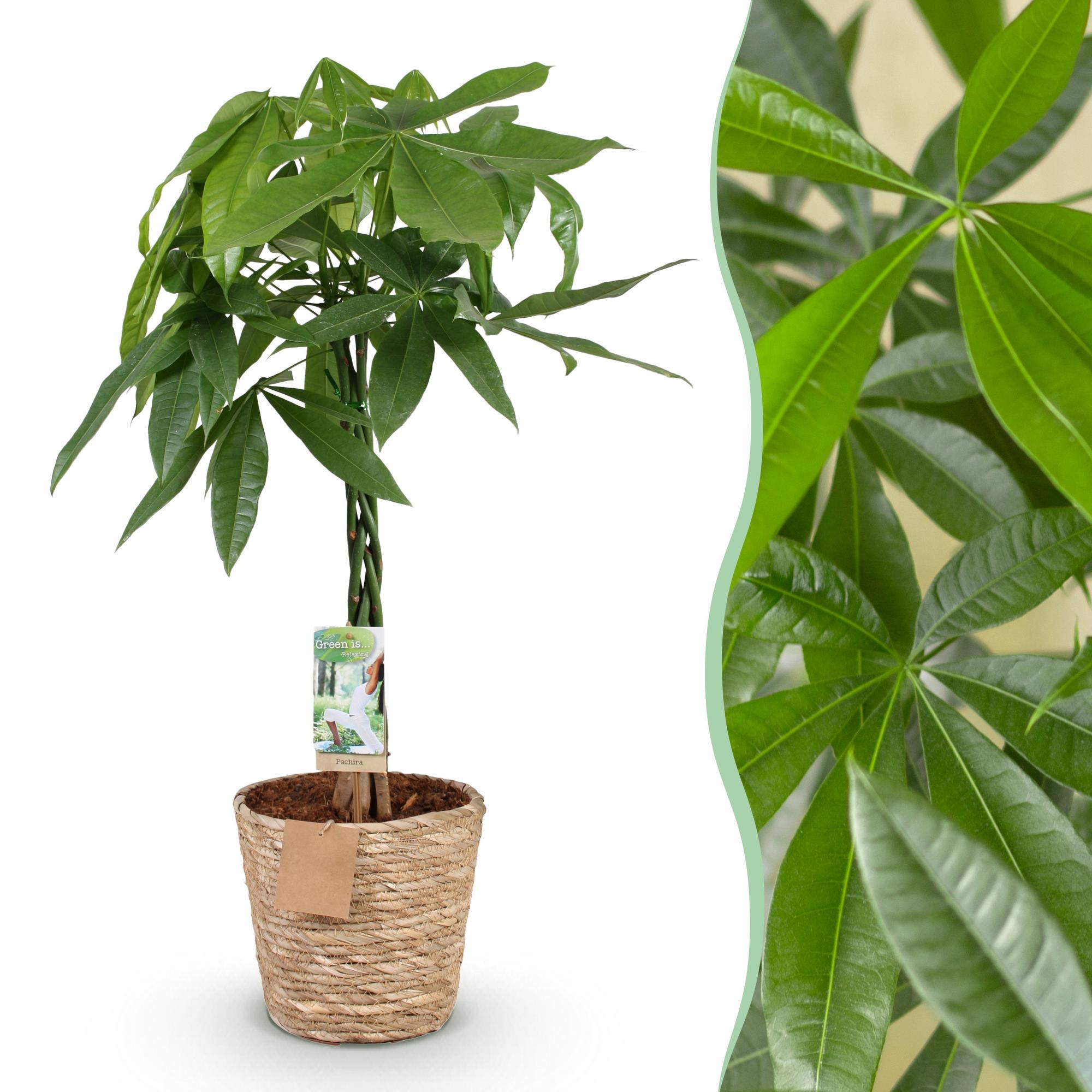 Green is... Kamerplanten - Pachira Aquatica gevlochten stam - Geldboom - Weinig onderhoud - met mand - Groen - 1 Plant - Pot 21cm - Hoogte 80-90cm