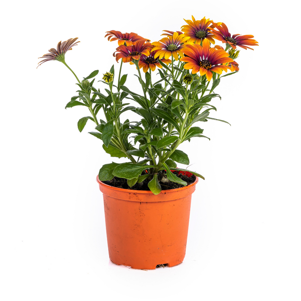 8x Osteospermum Ecklonis Mix Ø12 cm - ↕20 cm