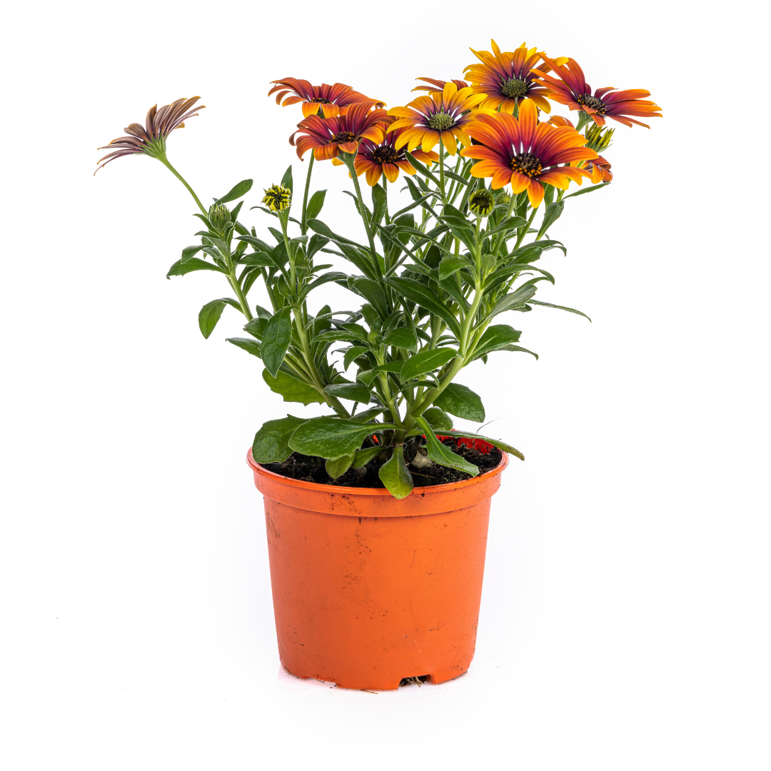 8x Osteospermum Ecklonis Mix Ø12 cm - ↕20 cm