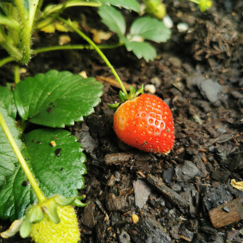 Aardbeien 6 pack (Fragaria) 100% biologisch 2x