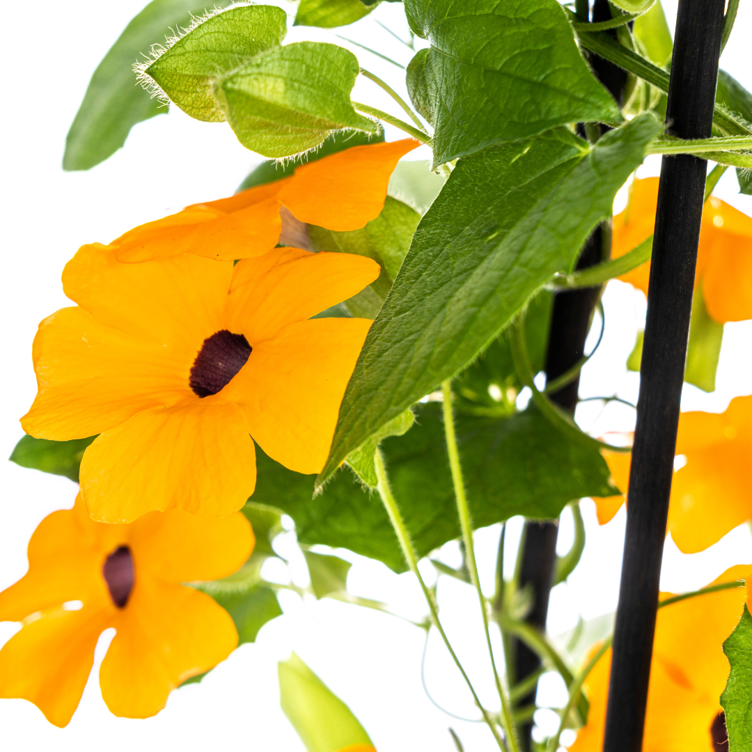 4x Thunbergia Alata Sunny Susy New Orange Ø13 cm - ↕60 cm