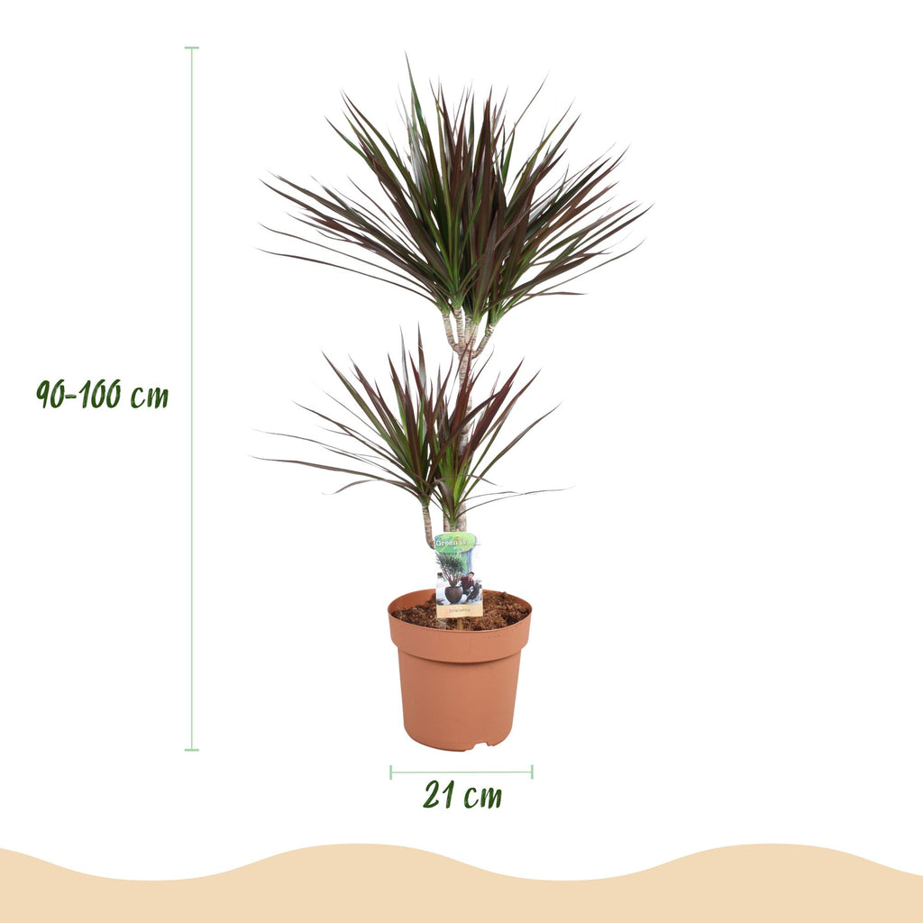 Kamerplanten - Dracaena Magenta - Drakenbloedboom - Weinig onderhoud - Groen - 1 Plant - met Potter Wit - Pot 21cm - Hoogte 90-100cm