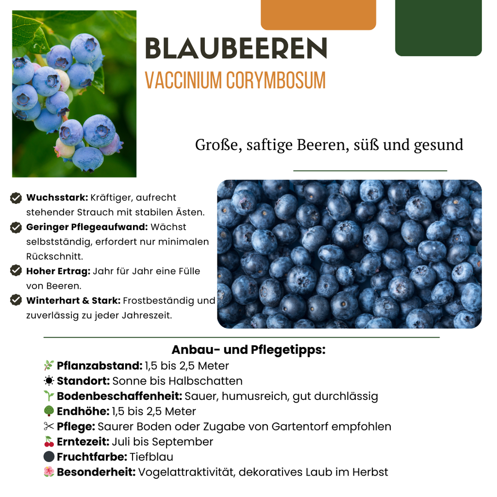 "Vruchtenparadijs" BIO Fruitplanten mix set van 4 verschillende soorten
