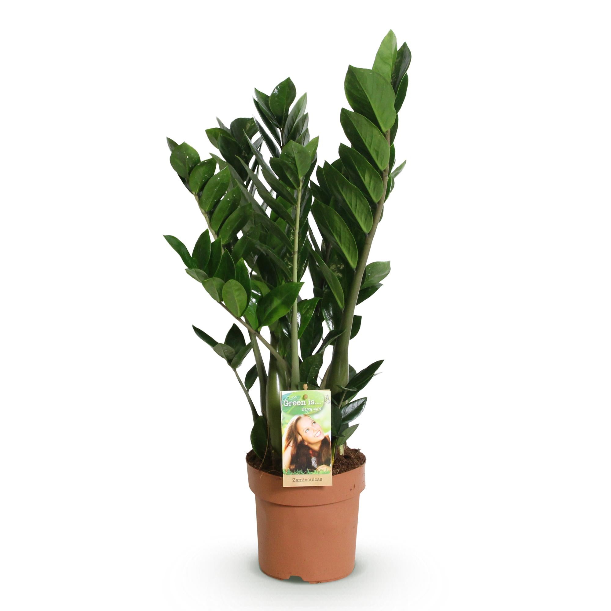 Green is... Kamerplanten - Zamioculcas - ZZ-plant - Weinig onderhoud - Groen - 1 Plant - Pot 17cm - Hoogte 65-75cm