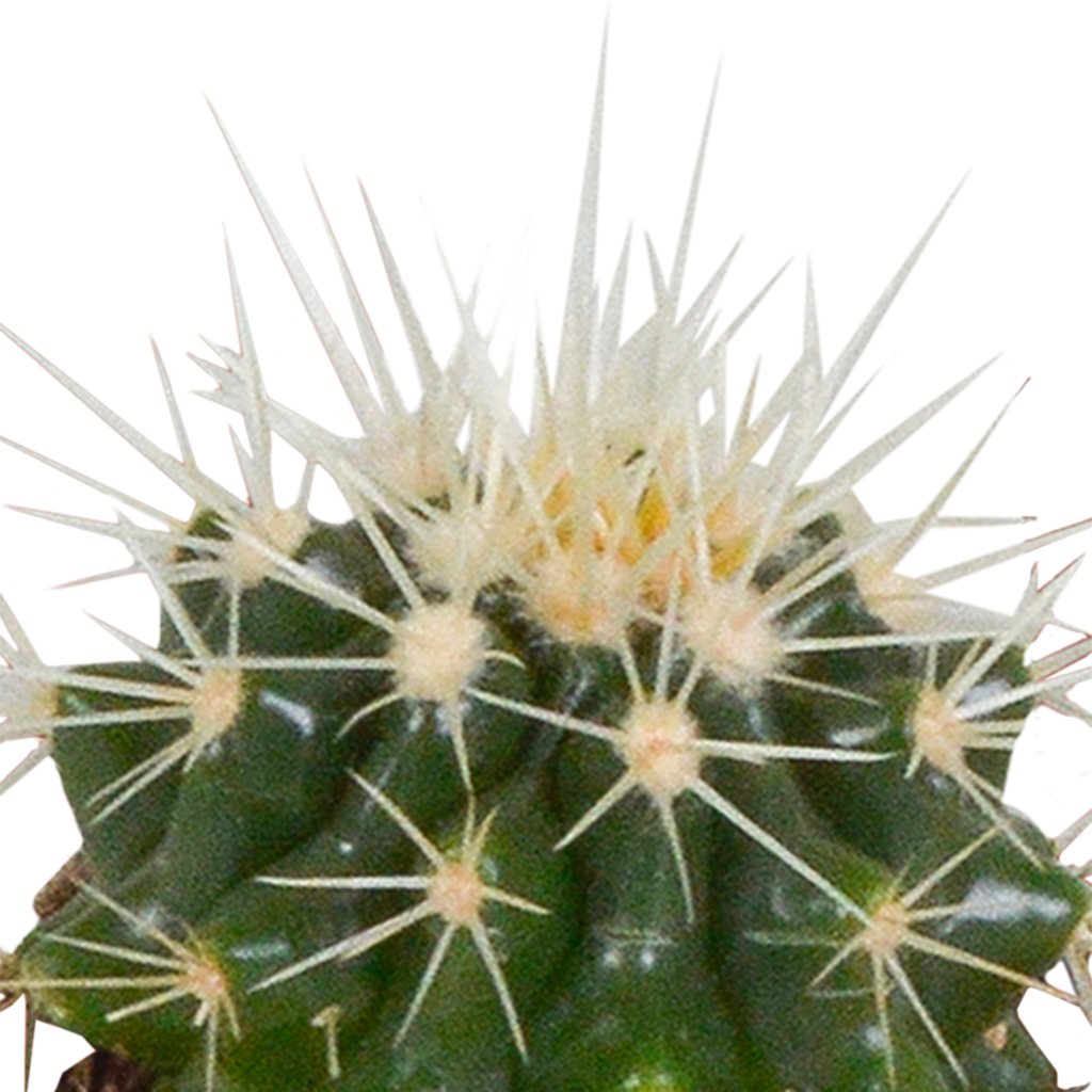 Cactus en vetplanten mix 5.5 cm | 15 stuks - in witte pot