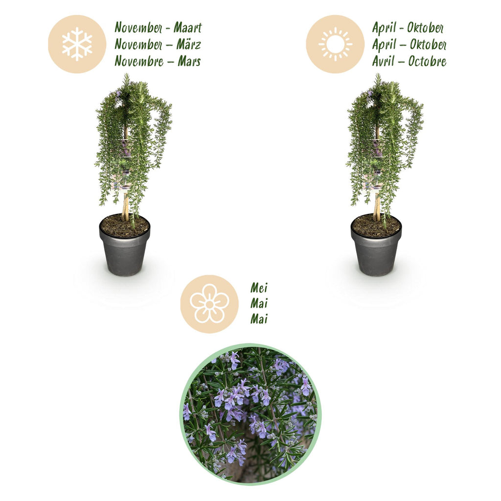Plant op Stam - Rosmarinus officinalis Prostratus - Terras Plant - Bladhoudend - Winterhard -Paarse Bloem - Pot 19cm Hoogte 70 - 90cm