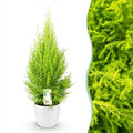 Kamerplanten - Cupressus Gold Crest Wilma - Kamer conifeer - Weinig onderhoud - Groen - 1 Plant - met Potter Wit - Pot 21cm - Hoogte 85-95cm