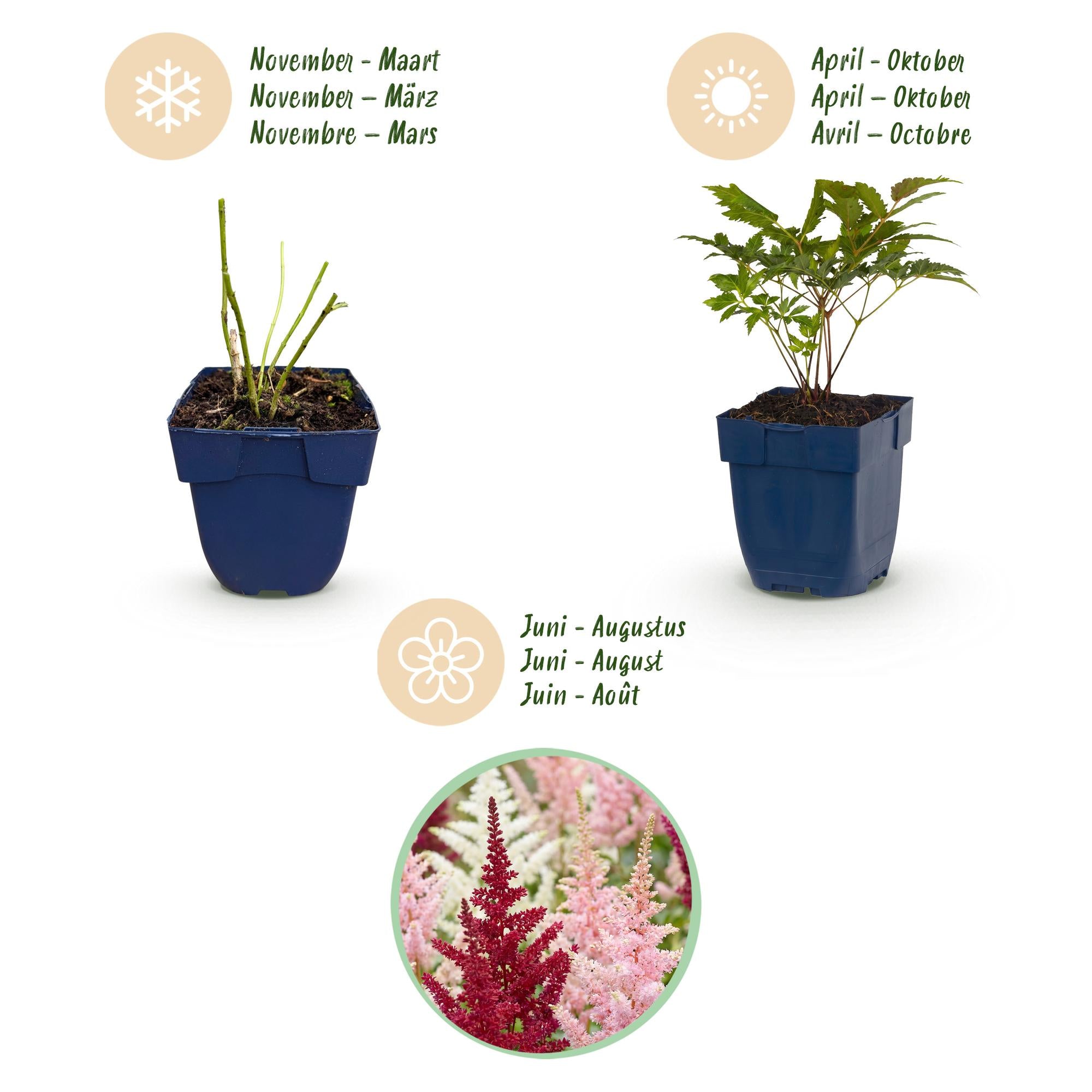 Vasteplant - Astilbe Tricolour - Pluimspirea - Schaduw - Paars - Roze - Wit - 24 Planten - Pot 11cm - Hoogte 15-25cm