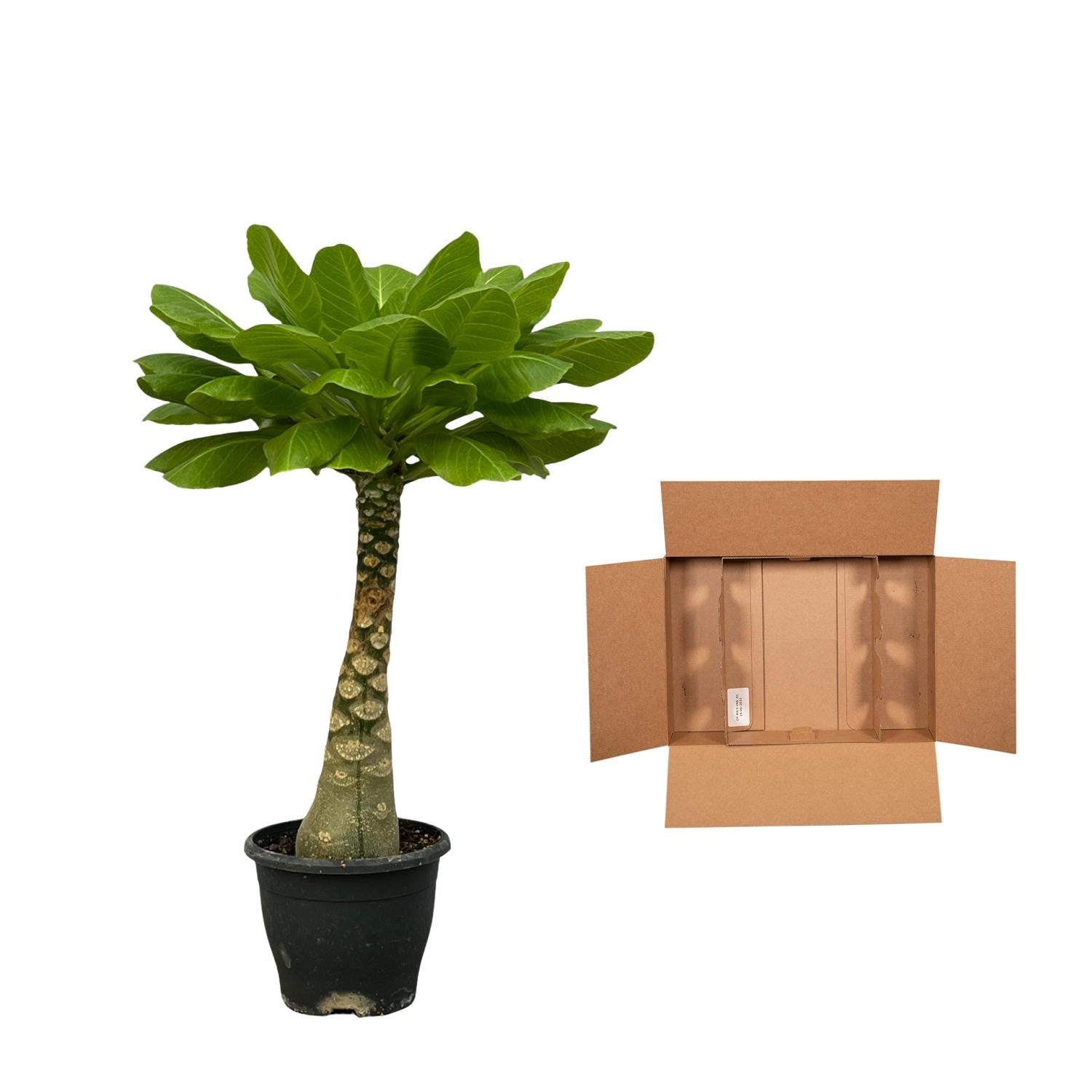 Birghamia Insignis - 25 cm - Ø12cm