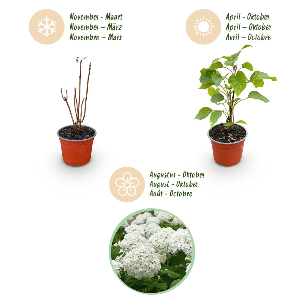 Tuinplant - Hydrangea arborescens Annabelle - Pluimhortensia - Winterhard - Wit - 3 Planten - Pot 12cm - Hoogte Hoogte 20-30cm