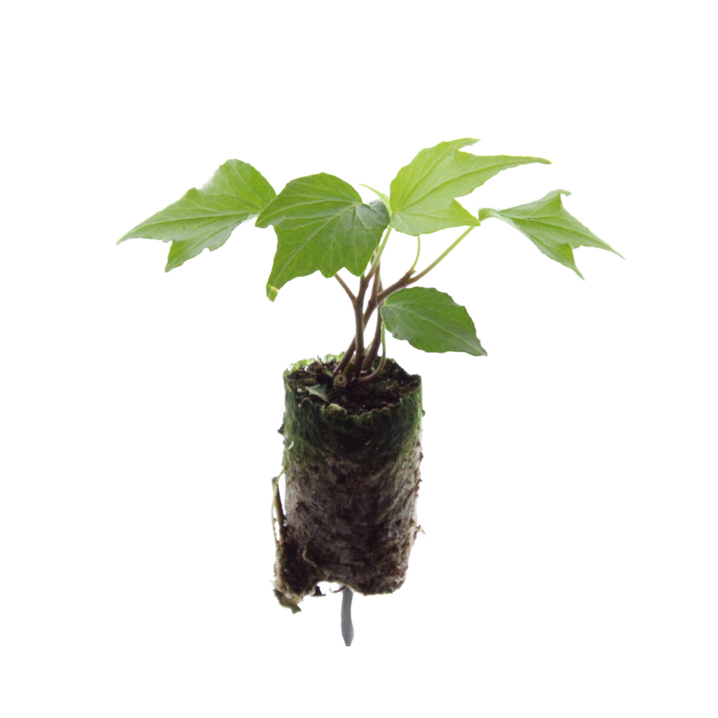 Hedera 'Green Ripple' – 6 Pluggen | Kweek & Geniet van de Mooie Klimplant