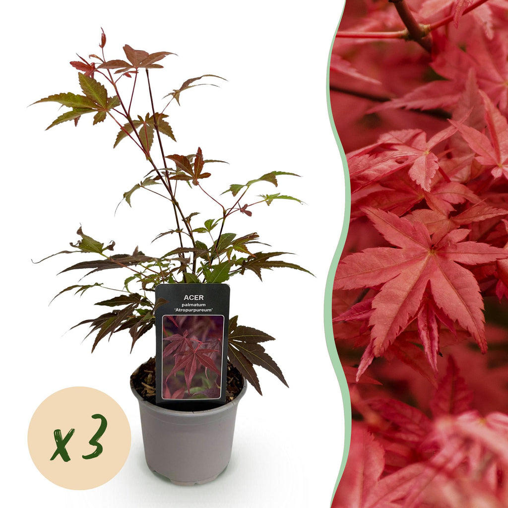 Tuinplant - Acer palmatum Atropurpureum - Paars - 3 Planten - Blad verliezend - Weinig Onderhoud - Pot 12cm Hoogte 35cm