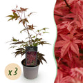 Tuinplant - Acer palmatum Atropurpureum - Paars - 3 Planten - Blad verliezend - Weinig Onderhoud - Pot 12cm Hoogte 35cm