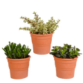 Crassula mix 10,5 cm - 3x - in terracotta pot