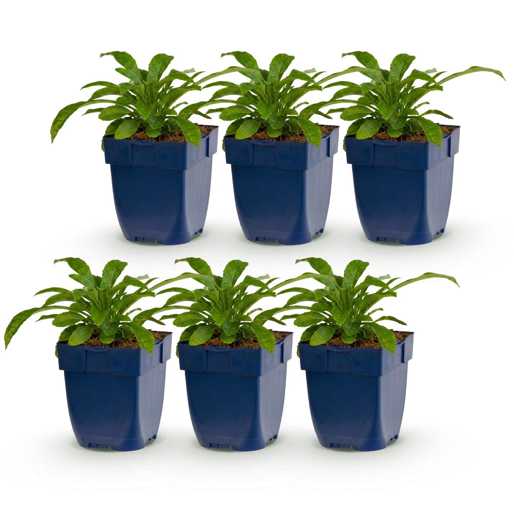 Vasteplant - Campanula pers. Alba - Perzikbladklokje - Bijen en Vlinderlokkers - Wit - 6 Planten - Pot 11cm - Hoogte 15-25cm