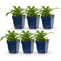 Vasteplant - Campanula pers. Alba - Perzikbladklokje - Bijen en Vlinderlokkers - Wit - 6 Planten - Pot 11cm - Hoogte 15-25cm
