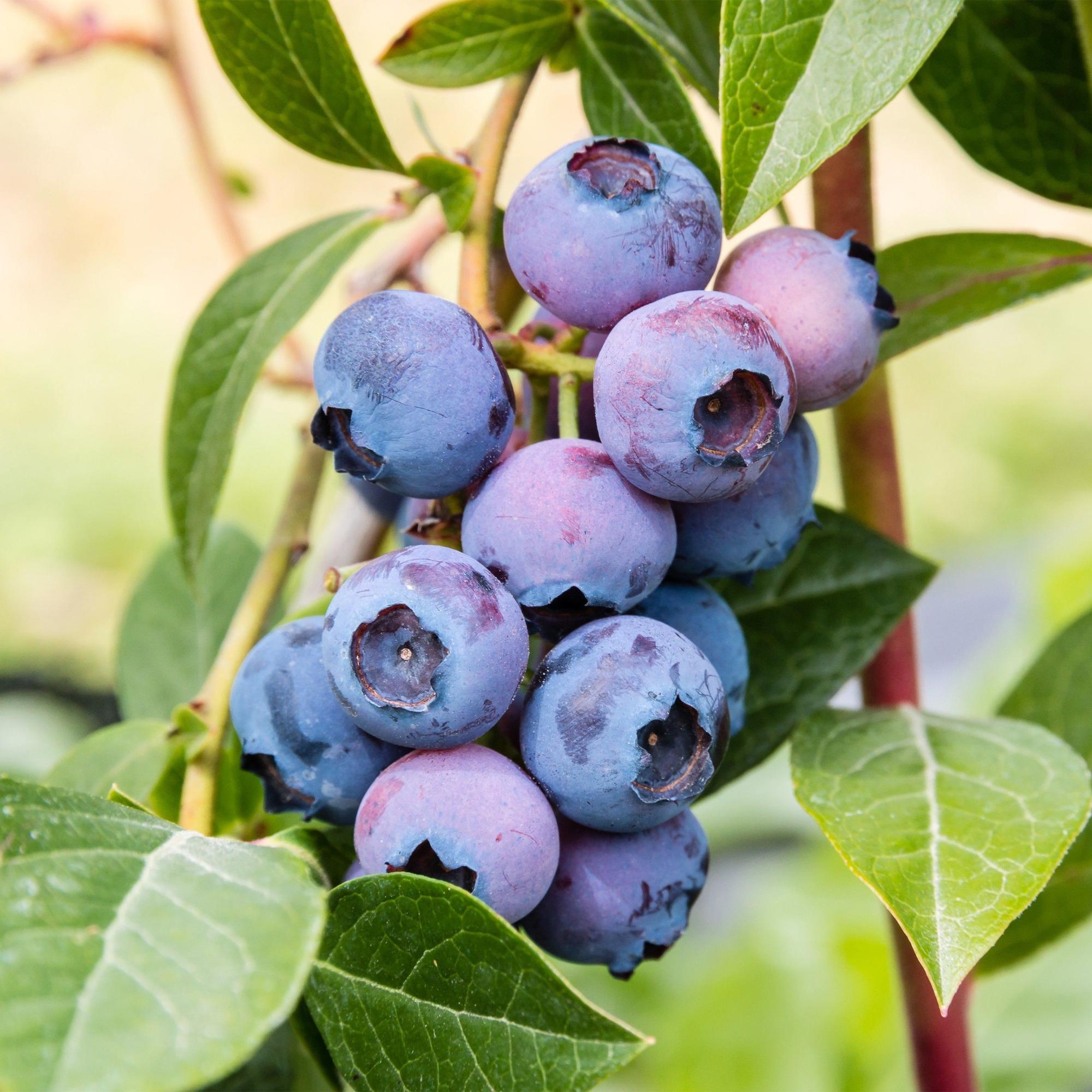 Fruitplant - Vaccinium corymbosum Jersey - Bosbes - Winterhard - Blauwe Bes - 2 Planten - Pot 15cm - Hoogte 50cm
