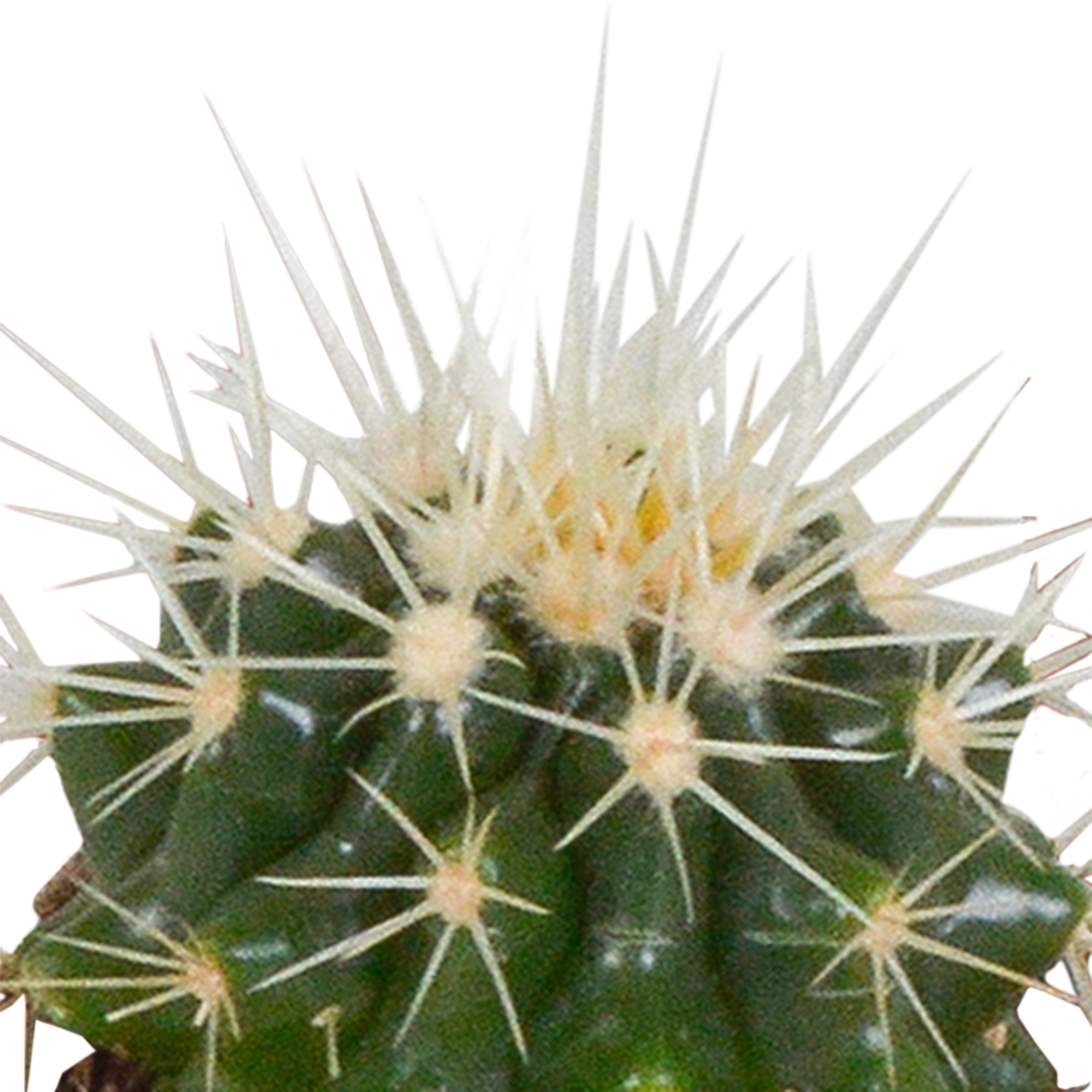 Cactus mix 5.5 cm - 5x - in witte pot