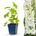 Vasteplant - Delphinium (P) Galahad - Ridderspoor - Bijen en Vlinderlokkers - Wit - 24 Planten - Pot 11cm - Hoogte 15-25cm