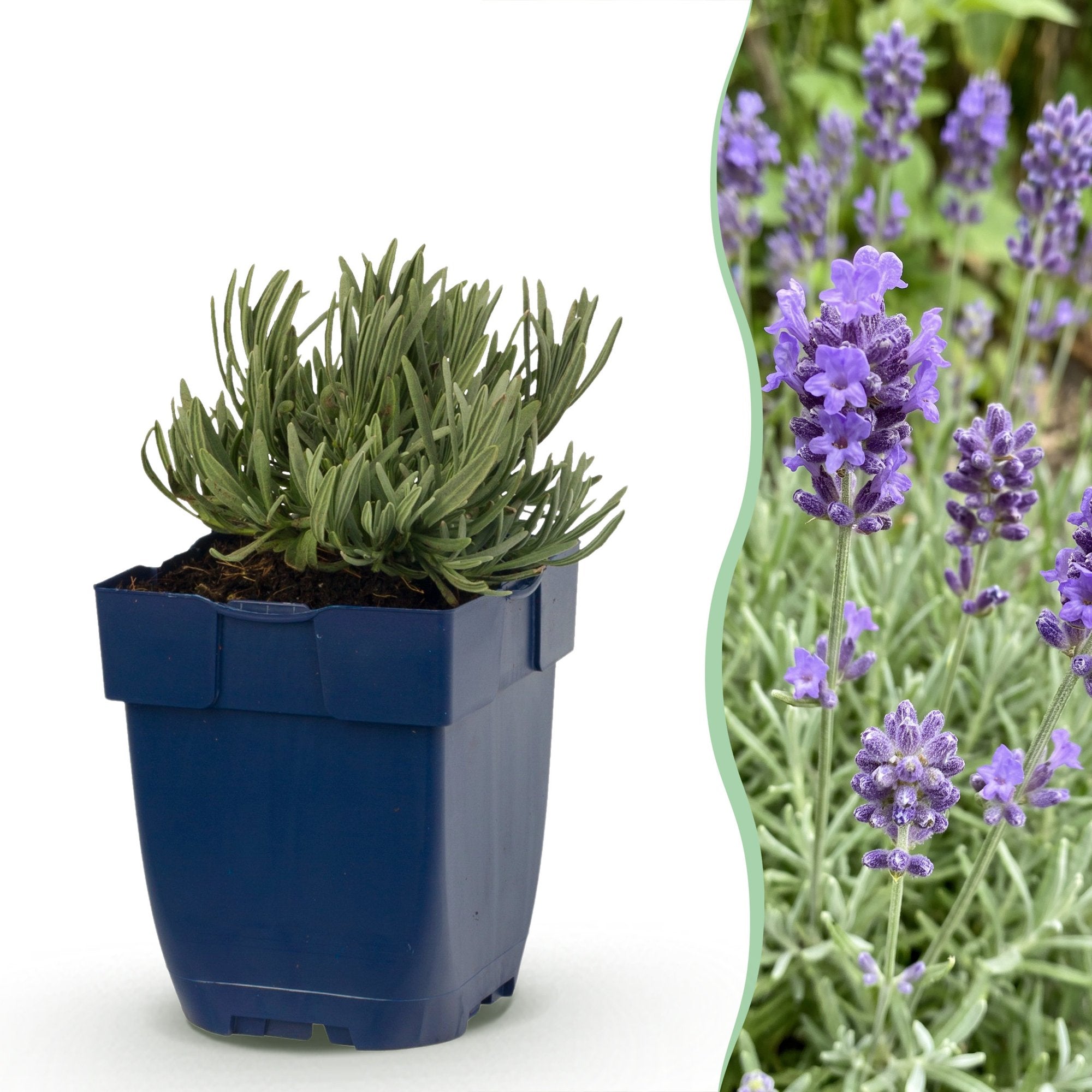 Vasteplant - Lavandula ang. Dwarf Blue - Lavendel - Geurend - Paars - 12 Planten - Pot 11cm - Hoogte 15-25cm