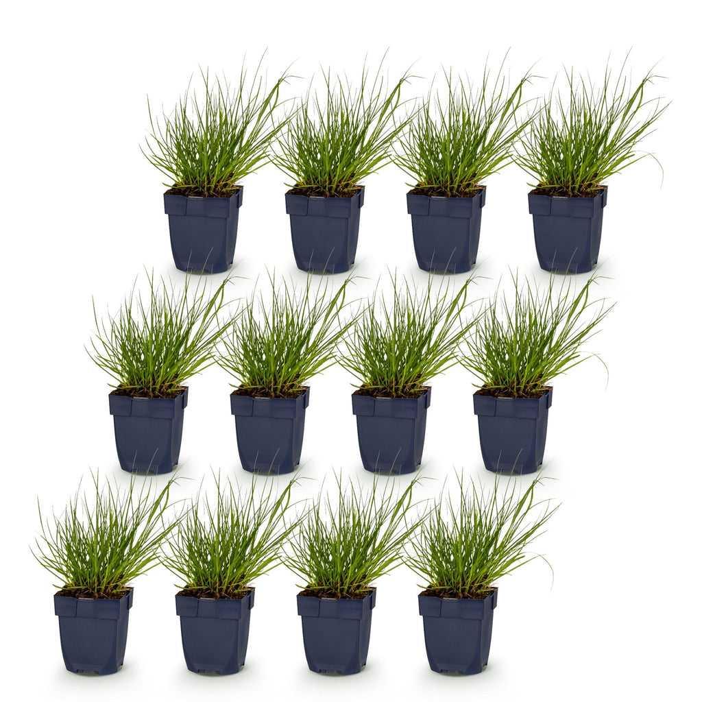 Grassen - Panicum virg. Northwind - Prairiegraan - Met Pluim - Groen - 12 Planten - Pot 11cm - Hoogte 15-25cm