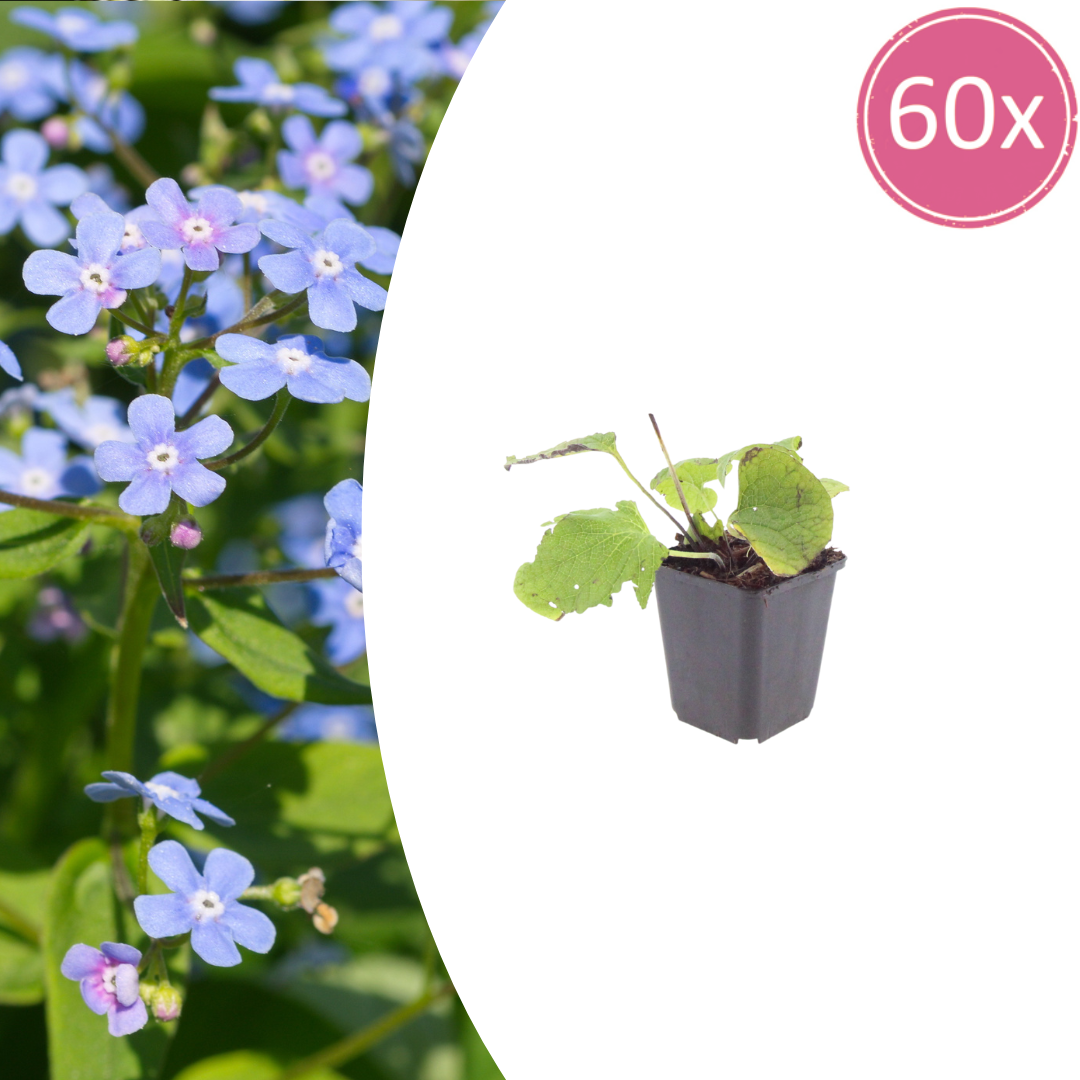 60x Brunnera macrophylla - ↕10-25cm - Ø9cm