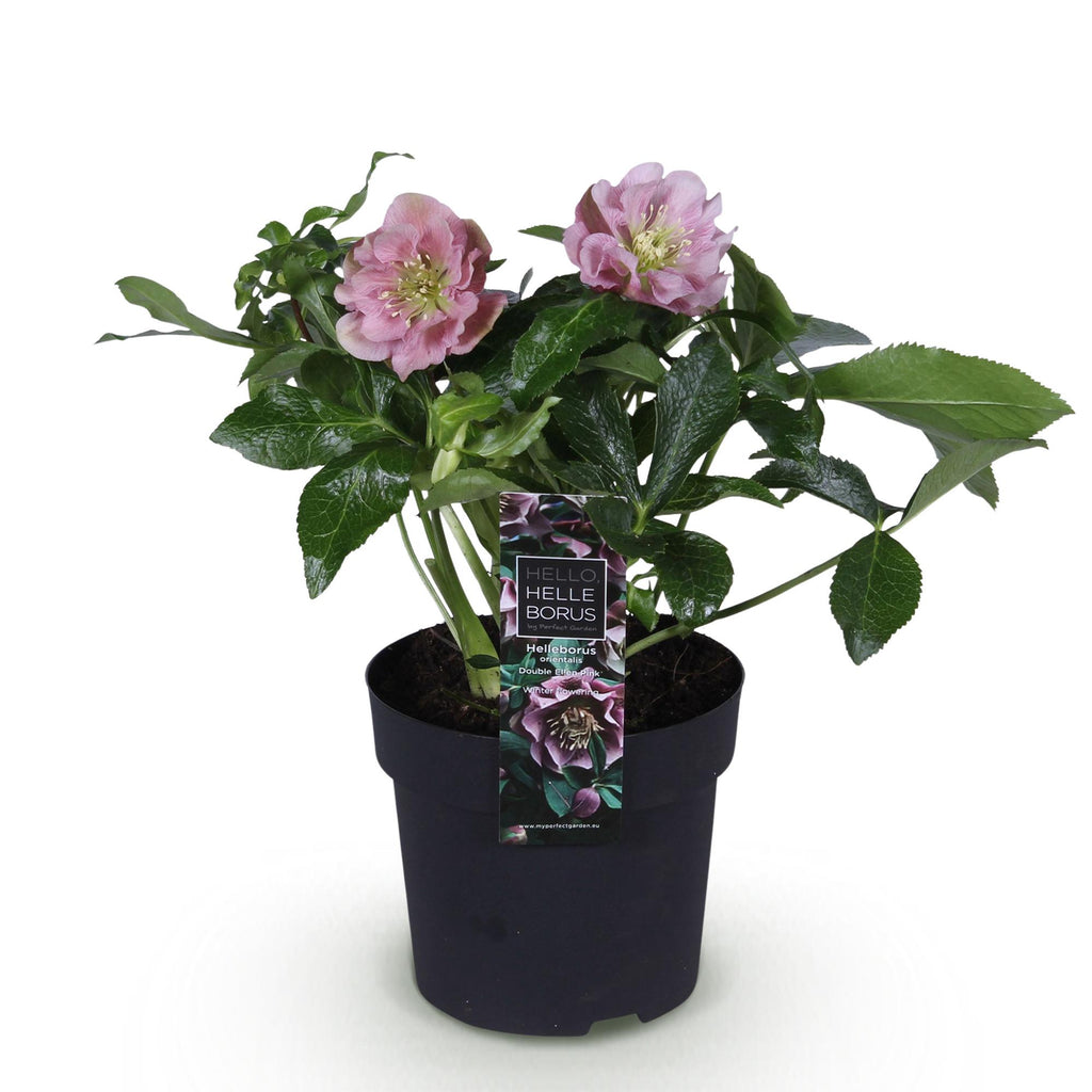 Tuinplant - Lenten Rose - Helleborus orientalis Double Ellen Pink - Roze Bloem -1 Plant - Groenblijvend - Pot 14cm Hoogte 35cm