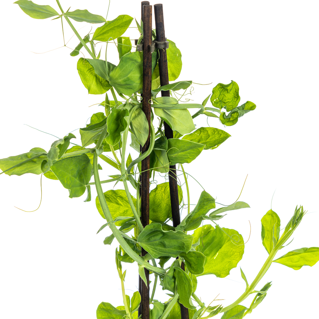 4x Lathyrus Odoratus Ø13 cm - ↕60 cm