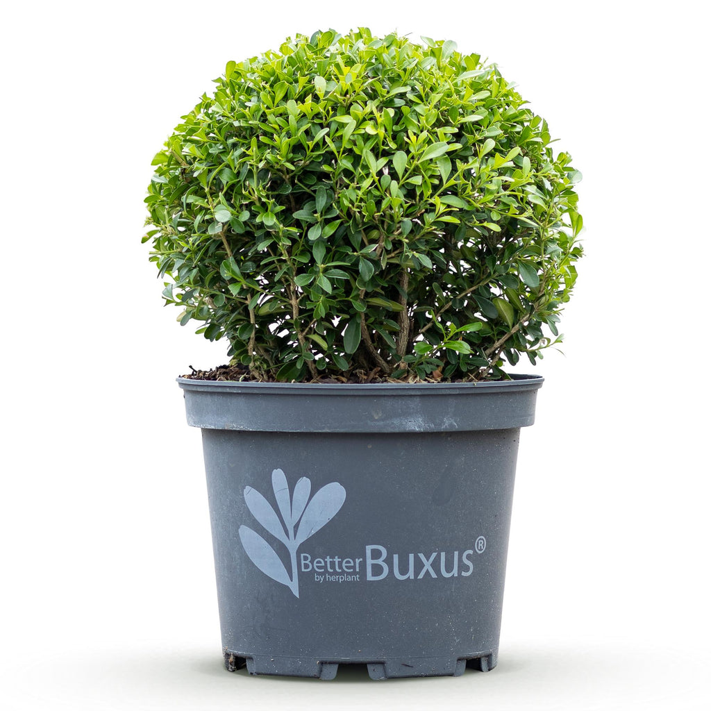Buxus Bol - BetterBuxus Skylight - Resistant tegen de Buxus Schimmel - 1 planten - pot 23cm bol 25cm