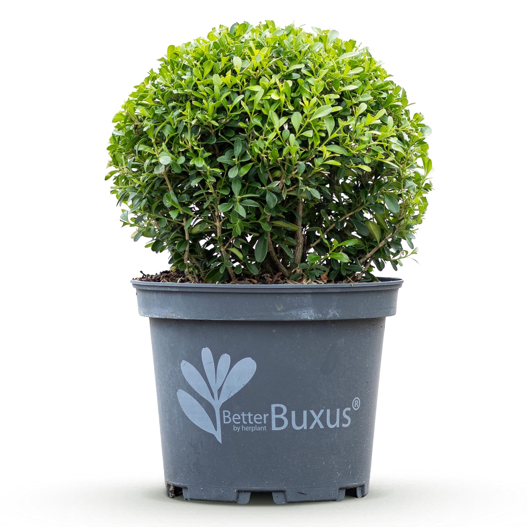 Buxus Bol - BetterBuxus Skylight - Resistant tegen de Buxus Schimmel - 1 planten - pot 23cm bol 25cm