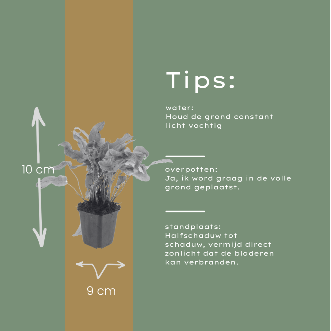 48x Asplenium scolopendrium - ↕10-25cm - Ø9cm