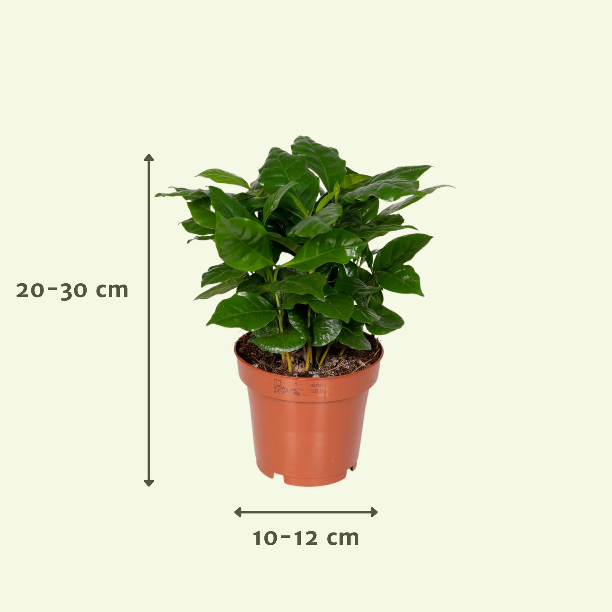 Verrassingsbox - Ø12cm - ↕25cm - x8