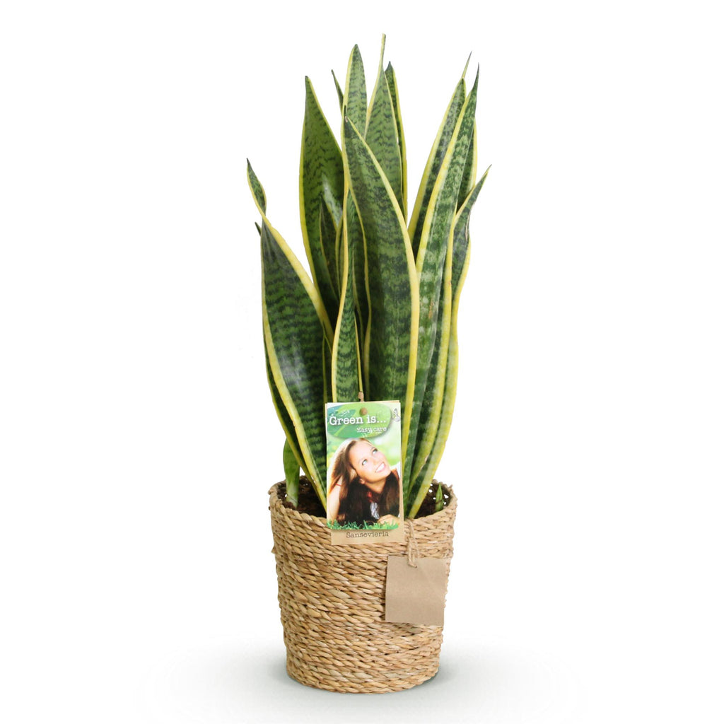 Green is... Kamerplanten - Sansevieria Laurentii - Vrouwentong - Weinig onderhoud - met mand - Groen - 1 Plant - Pot 17cm - Hoogte 60-70cm
