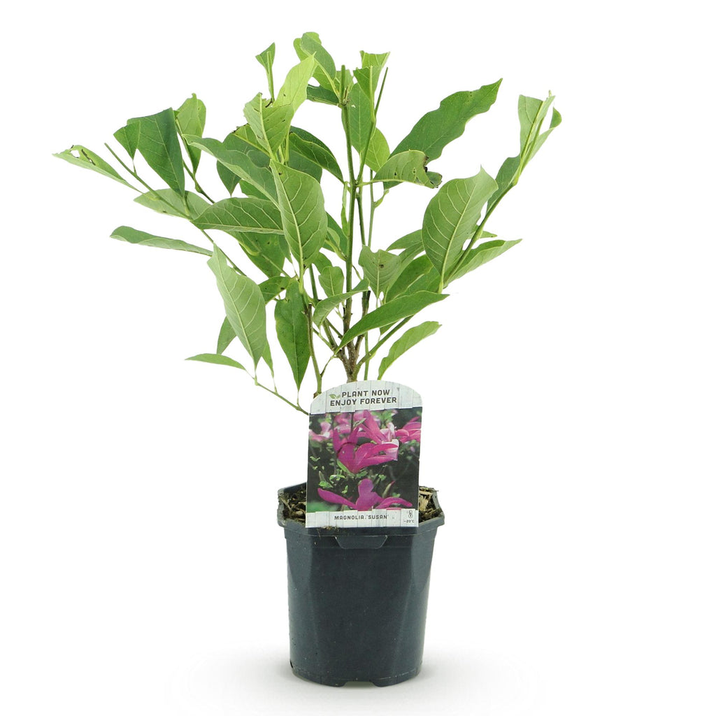 Heesters -  Magnolia Susan  - Bloemen Donker Roze - 1 plant - bladverliezend - weinig onderhoud - pot 17cm hoogte 45cm