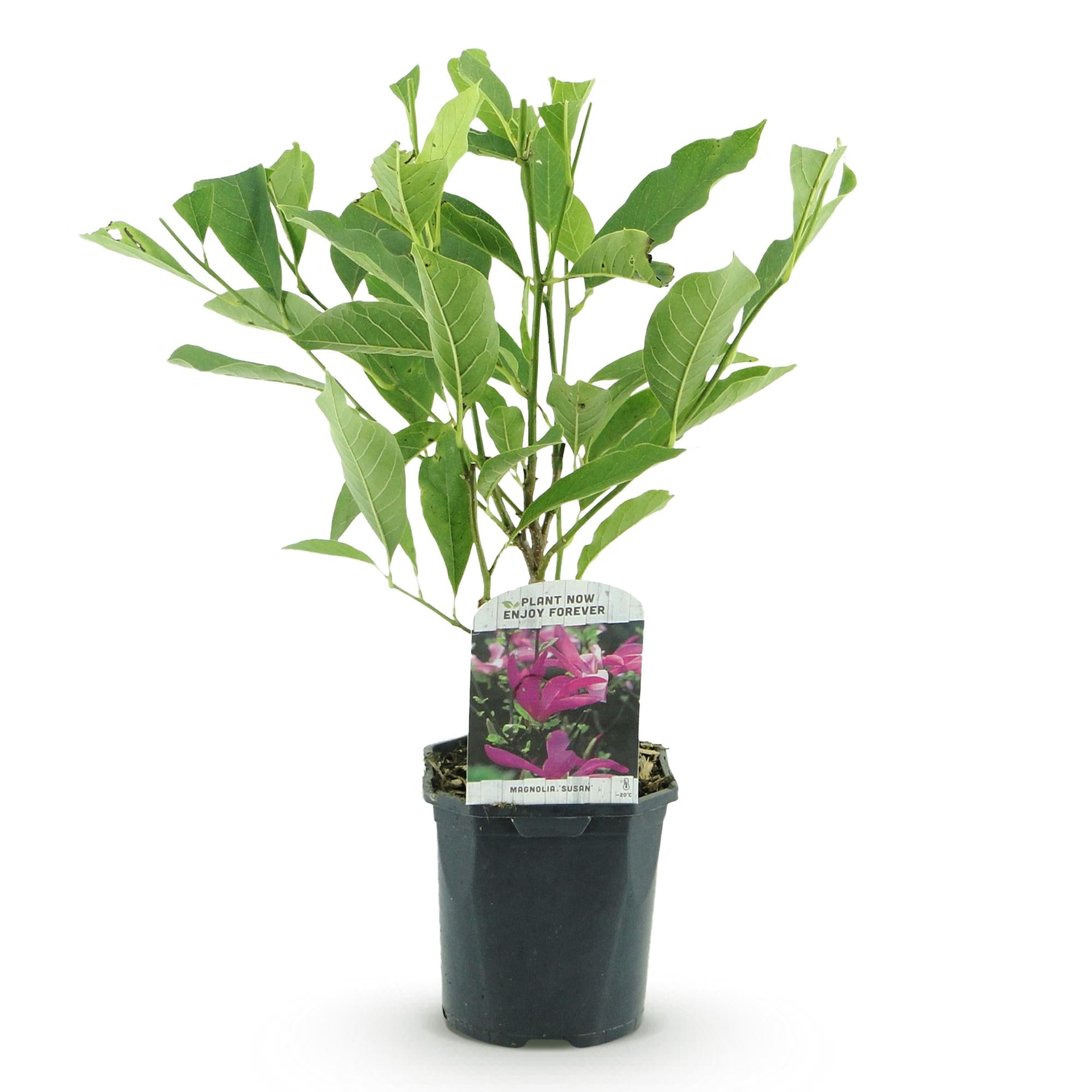 Heesters -  Magnolia Susan  - Bloemen Donker Roze - 1 plant - bladverliezend - weinig onderhoud - pot 17cm hoogte 45cm