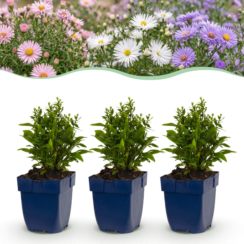 Vasteplant - Aster Tricolour - Zee Aster - Bijen en Vlinderlokkers - Paars - Roze - Wit - 12 Planten - Pot 11cm - Hoogte 15-25cm