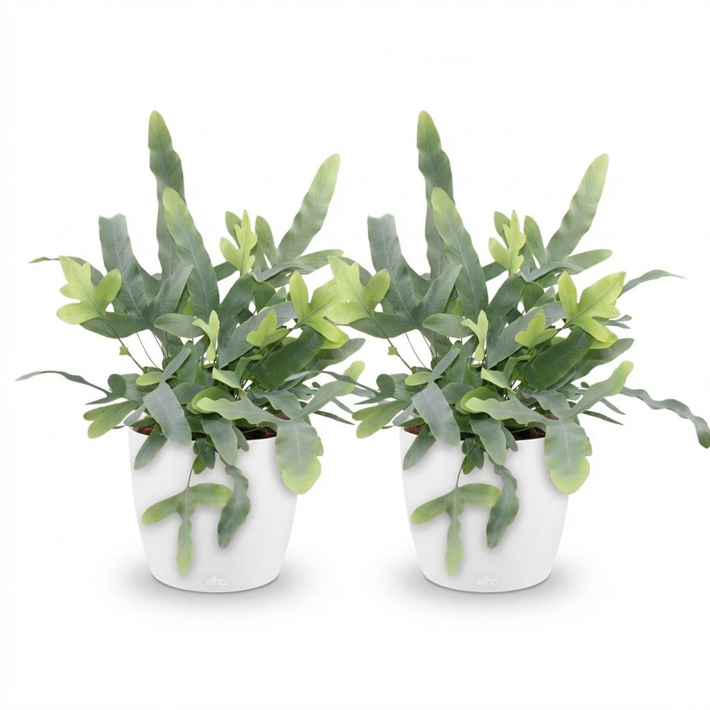 Kamerplant - Phlebodium aureum Blue Star - Blauwe Varen - Huisdiervriendelijke Plant - Blauw - 2 Planten - met Potter Wit - Pot 12cm - Hoogte 25cm