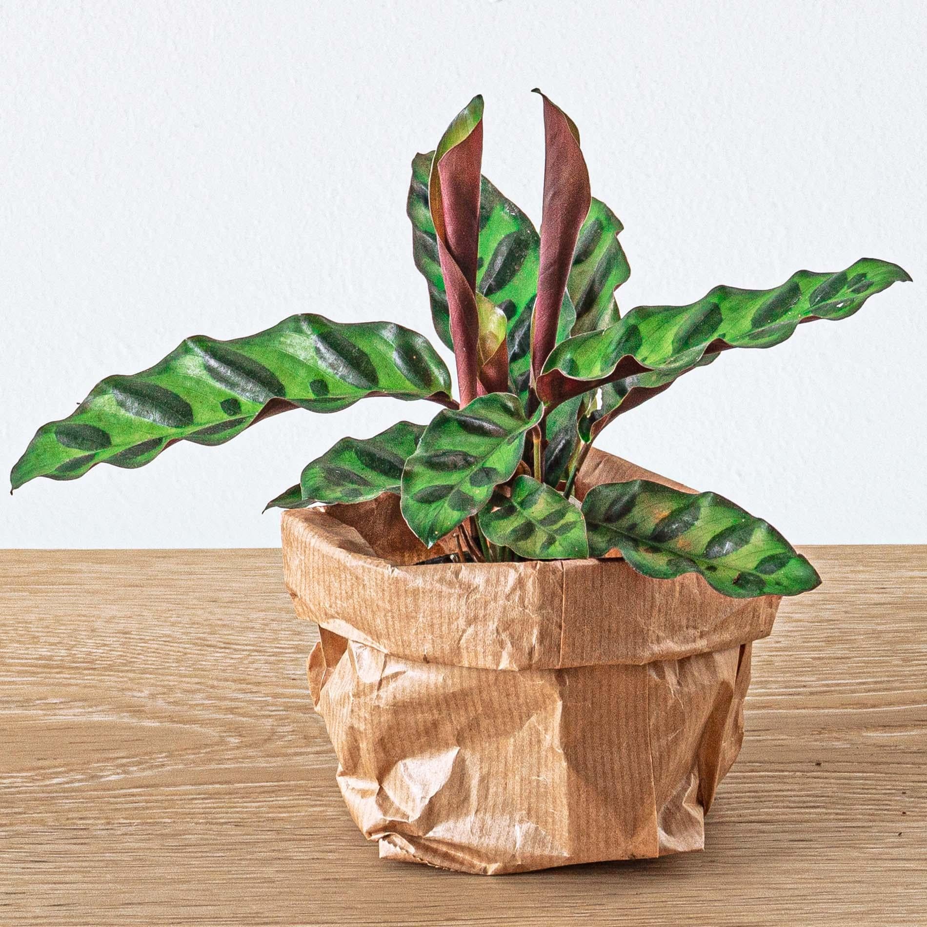 Planten terrarium navulling & Startpakket - 5 planten